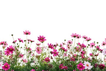 Obraz premium Daisy flowers asteraceae outdoors geranium.