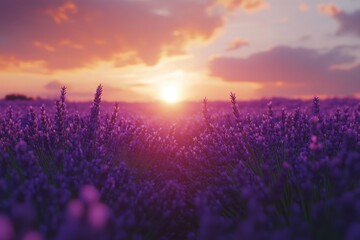 A serene sunset over a lavender field, painting the sky in hues of purple and orange