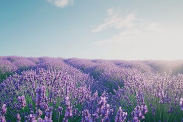 Fototapeta premium Violet blooms stretch across the landscape, swaying gently in the warm morning breeze