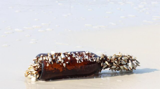Colony of the pelagic gooseneck barnacle - Lepas anatifera, stuck to a glass bottle washed up from the sea