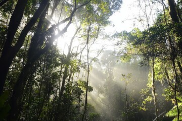 Lush Forest at Dawn: A dense forest with towering trees shrouded in morning mist