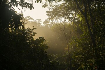 Obraz premium Lush Forest at Dawn: A dense forest with towering trees shrouded in morning mist