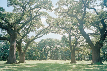 Obraz premium 木, 葉っぱ, 森, 自然, 光, 木漏れ日, 動き, 公園, 緑, tree, leaf, forest, nature, light, sunlight through trees, movement, park, green