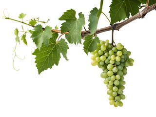 Fototapeta premium A cluster of green grapes hanging from a vine with lush green leaves isolated on white background