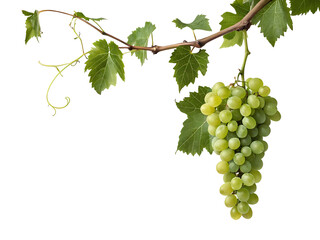 A Bunch of Green Grapes Hanging from a Vine with Lush Leaves Isolated on White Background