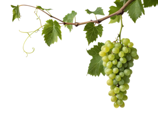 A Bunch of Green Grapes Hanging from a Vine with Lush Leaves Isolated on White Background