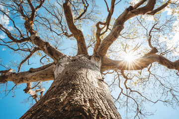 木, 葉っぱ, 森, 自然, 光, 木漏れ日, 動き, 公園, 緑, tree, leaf, forest, nature, light, sunlight through trees, movement, park, green