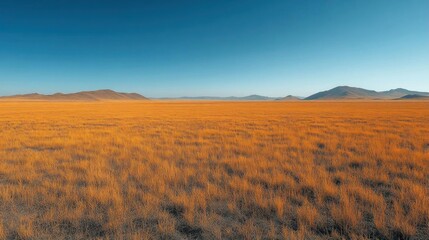 Vast Golden Grasslands Under a Clear Blue Sky