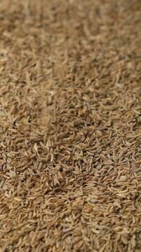 Dried Whole Cumin Traditional and Natural Spice Pour, Vertical Slow Motion