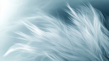 Fototapeta premium Delicate white feathers on light blue background