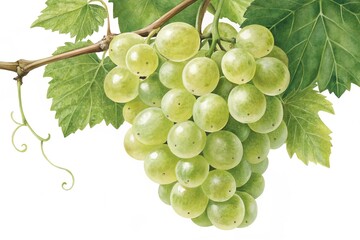 bunch of green grapes isolated on white background