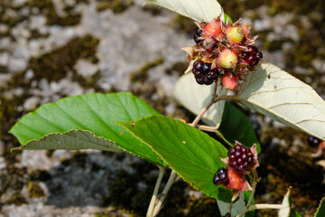 Purple fruits and green leaves of Rubus
