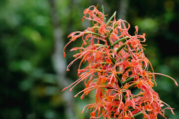 Inflorescence of scarlet gingerlily