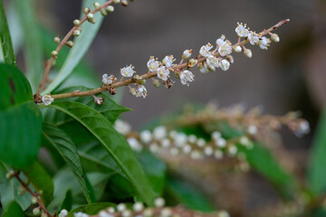 Flowers and leaves of  Clethra