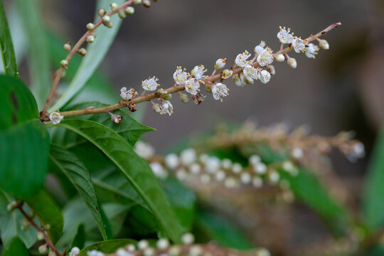 Flowers and leaves of  Clethra