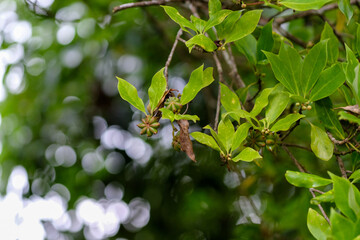 Star anise tree fruits and leaves