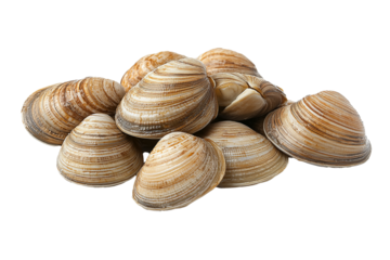 PNG cut out isolated background. A pile of fresh clams with striped, textured shells, with one open clam revealing its tender, glossy interior.