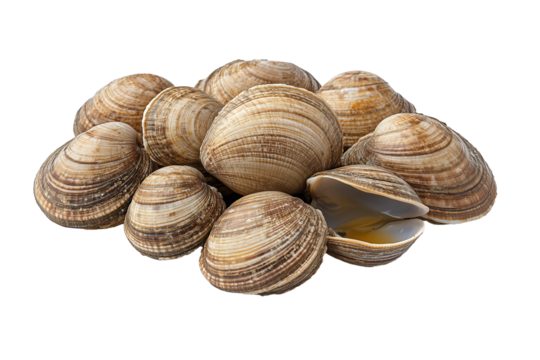 PNG cut out isolated background. A pile of fresh clams with striped, textured shells, with one open clam revealing its tender, glossy interior.