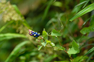 Blue-purple fruits and green leaves of Asiatic tearthumb