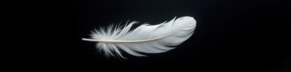 Obraz premium Single white feather floats on black, ethereal beauty , minimal, beauty