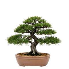 Obraz premium A variety of trees photographed in high detail, isolated on a transparent background (PNG). Ideal for advertising, nature themes or environmental projects. High quality, realistic image.
