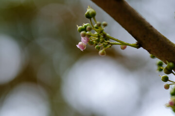 Pink inflorescence of Saurauia