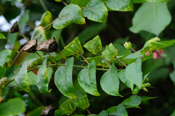Fruits of Devil's Cotton