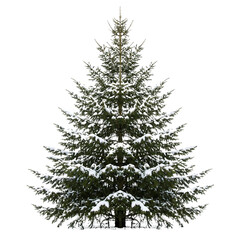 A variety of trees photographed in high detail, isolated on a transparent background (PNG). Ideal for advertising, nature themes or environmental projects. High quality, realistic image.