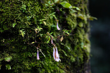 Purple flowers of the wild Lysionotus