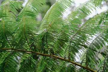 Large fern leaves