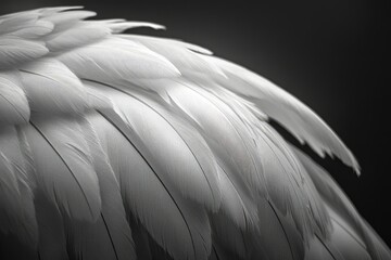 Fototapeta premium Close-up of delicate, white bird feathers, showcasing intricate textures and subtle light play.