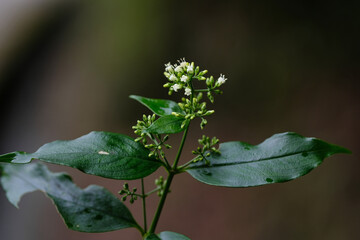 Inflorescence of white starviolet