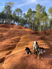Three dogs sitting on an ochre hill with pine trees, adventure dogs