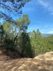 View of a pine forest in the south of France