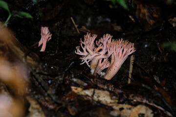 wild coral fungi