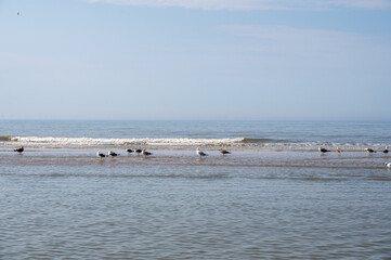 Fototapeta premium Birds on a sandbank by the sea