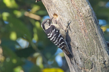 Grey-capped Pygmy Woodpecker (Yungipicus canicapillus) excavating a hole on a tree trunk, Jim Corbett National Park, Uttarakhand, India.