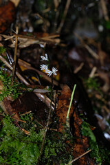 Wild Ainsliaea white flowers