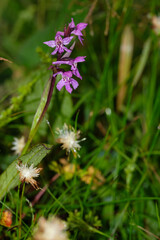 The purple-red Ponerorchis chusua in the wild