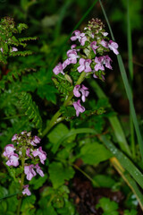 Pink lousewort flowers in the wild