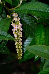 Orange and white butterfly bush in the wild