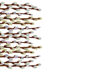 Spring Easter background with willow branches isolated on white background.