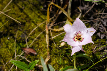 Close up of pink lily flower