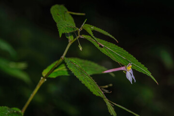 A Impatiens