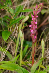A purple-red Satyrium orchid in the wild