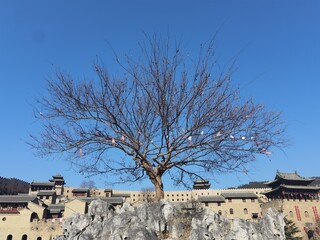 old tree