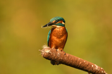 Eisvogel