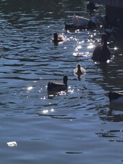 ducks on the water