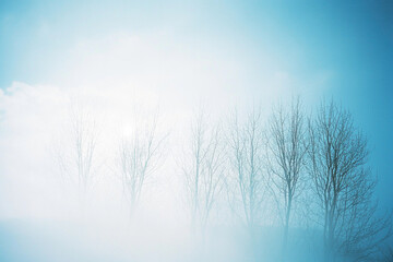 木, 葉っぱ, 森, 自然, 光, 木漏れ日, イメージ, 抽象, 動き, tree, leaf, forest, nature, light, sunlight filtering through the trees, image, abstract, movement