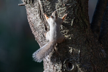 木に登るニホンリス